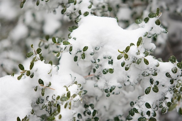 第一场雪的经典句子