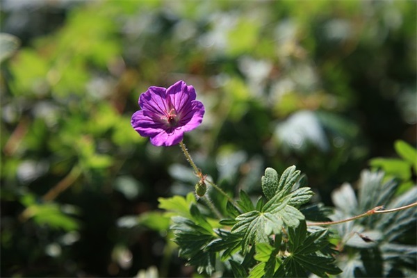 狗年春节祝福语大全85句